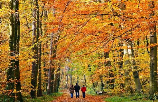 Need something to do? Take a walk throughout the gorgeous walking path and enjoy the many sights of the forest that surrounds the area.